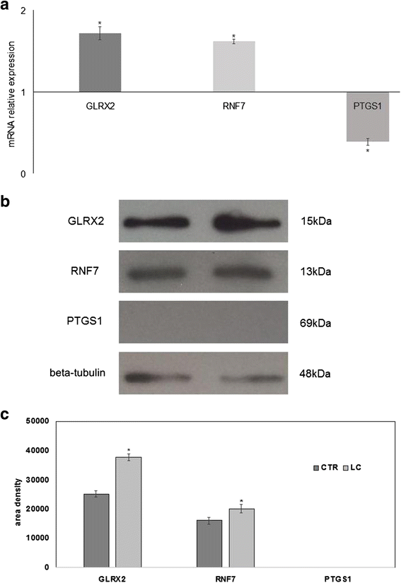 Figure 5 from Hepatoprotective effects of Lycium chinense Miller fruit and  its constituent betaine in CCl4-induced hepatic damage in rats.