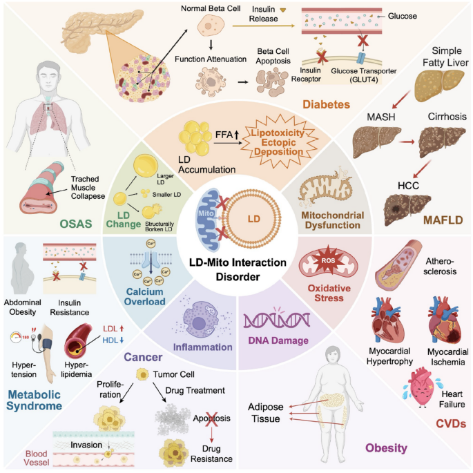 Interactions between lipid droplets and mitochondria in metabolic ...