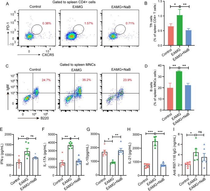 Sodium butyrate alleviates R97-116 peptide-induced myasthenia