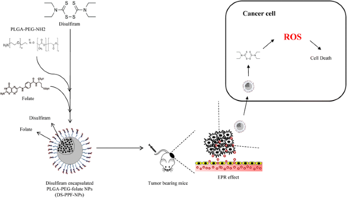 Delivery of disulfiram into breast cancer cells using  folate-receptor-targeted PLGA-PEG nanoparticles: in vitro and in vivo  investigations | Journal of Nanobiotechnology | Full Text