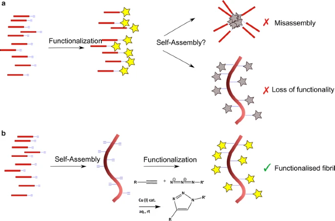 Nanoscale click-reactive scaffolds from peptide self-assembly