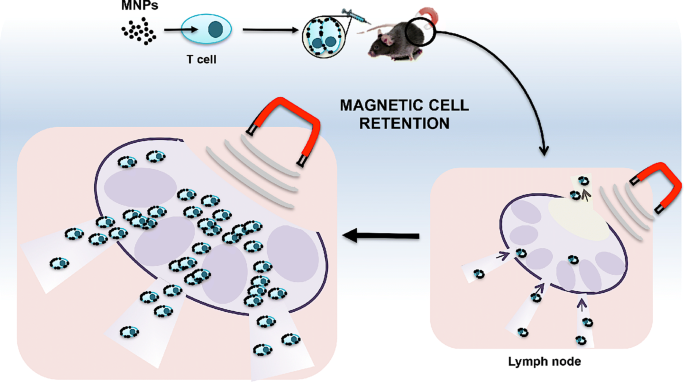 T cells loaded with magnetic nanoparticles are retained in peripheral lymph  nodes by the application of a magnetic field | Journal of Nanobiotechnology  | Full Text