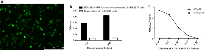 Nanobody-horseradish peroxidase fusion protein as an ultrasensitive probe  to detect antibodies against Newcastle disease virus in the immunoassay |  Journal of Nanobiotechnology | Full Text