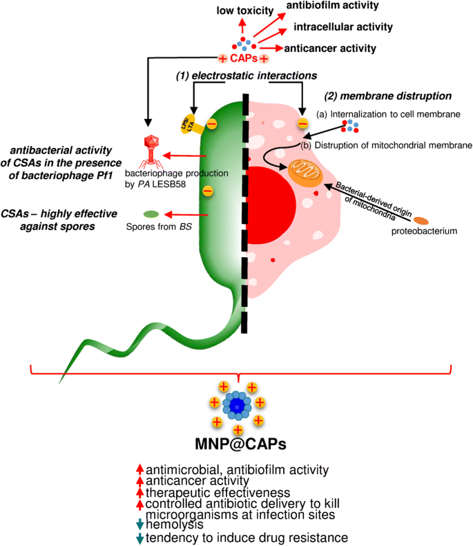 Synthetic peptides that form nanostructured micelles have potent antibiotic  and antibiofilm activity against polymicrobial infections