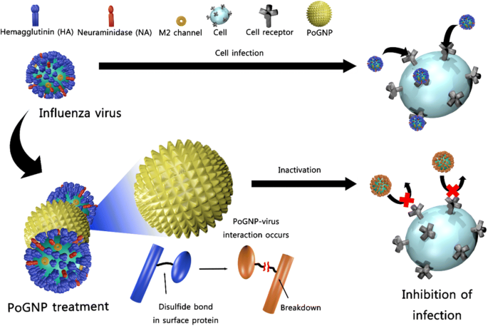Porous Gold Nanoparticles For Attenuating Infectivity Of Influenza A Virus Journal Of Nanobiotechnology Full Text