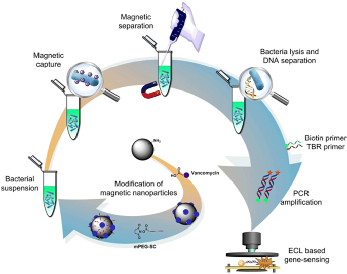 Application of magnetic nanoparticles in nucleic acid detection | Journal  of Nanobiotechnology | Full Text