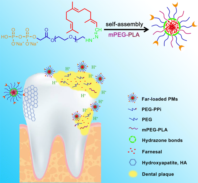 Farnesal Loaded Ph Sensitive Polymeric Micelles Provided Effective Prevention And Treatment On Dental Caries Journal Of Nanobiotechnology Full Text