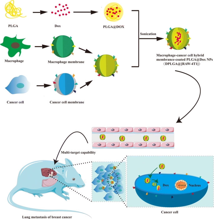 Macrophage-cancer hybrid membrane-coated nanoparticles for 
