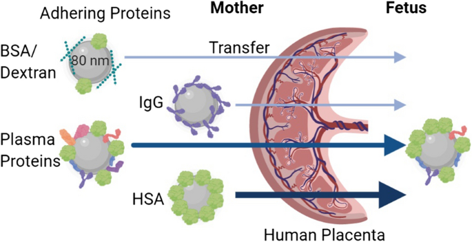 Plasma proteins facilitates placental transfer of polystyrene particles |  Journal of Nanobiotechnology | Full Text