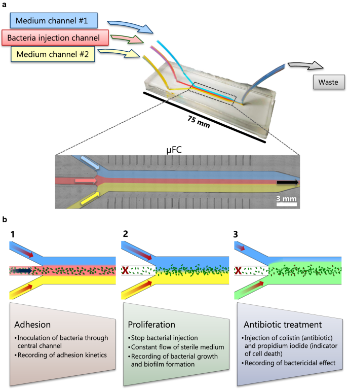 Air bubbles and microfluidics, how to deal with it - Elveflow