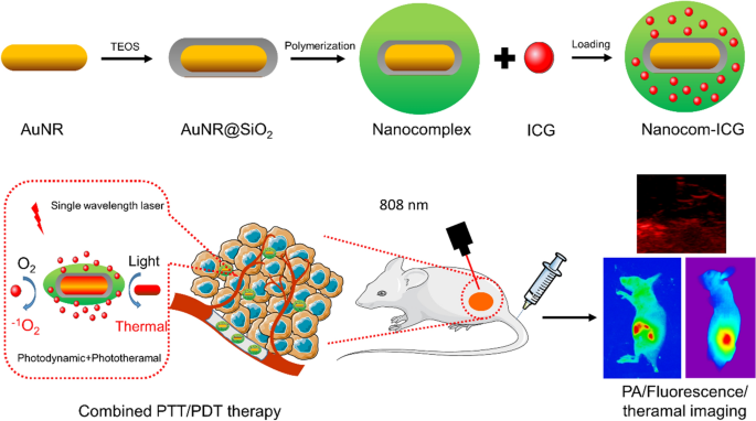 Thermo-responsive polymer encapsulated gold nanorods for single continuous  wave laser-induced photodynamic/photothermal tumour therapy | Journal of  Nanobiotechnology | Full Text