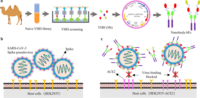 Development of multivalent nanobodies blocking SARS-CoV-2 infection by  targeting RBD of spike protein, Journal of Nanobiotechnology