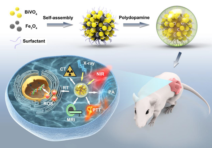 Bivo4 Fe3o4 Polydopamine Superparticles For Tumor Multimodal Imaging And Synergistic Therapy Journal Of Nanobiotechnology Full Text Bivo4 Fe3o4 Polydopamine Superparticles For Tumor Multimodal Imaging And Synergistic Therapy Journal Of Nanobiotechnology Full Text
