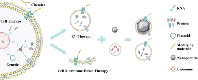Cell-derived extracellular vesicles and membranes for tissue 