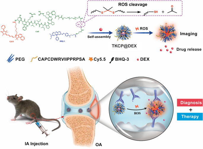 Reactive oxygen species (ROS)-responsive nanoprobe for bioimaging and  targeting therapy of osteoarthritis | Journal of Nanobiotechnology | Full  Text