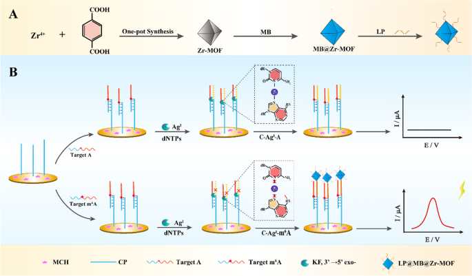 Femtomolar and locus-specific detection of N6-methyladenine in DNA by  integrating double-hindered replication and nucleic acid-functionalized MB@ Zr-MOF | Journal of Nanobiotechnology | Full Text