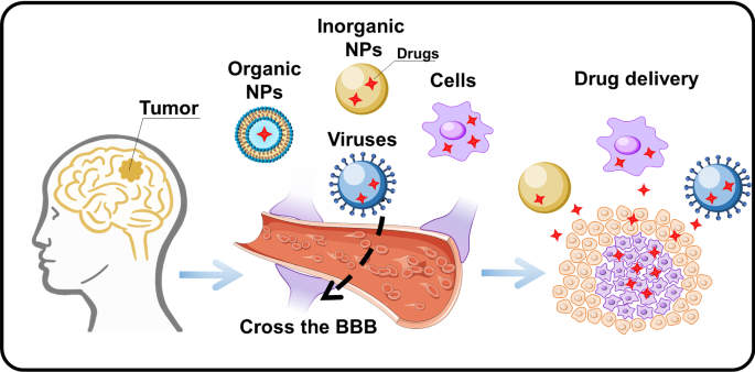 Understanding the activity of antibody–drug conjugates in primary and  secondary brain tumours