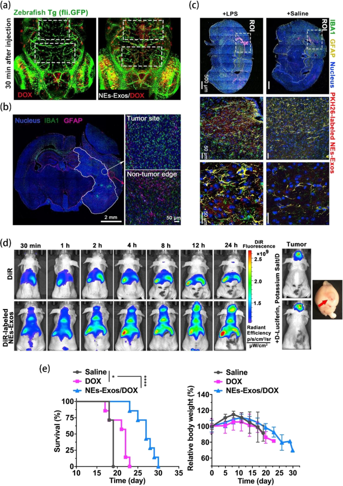 In Vivo Real-Time Imaging of Extracellular Vesicles in Liver Regeneration  via Aggregation-Induced Emission Luminogens