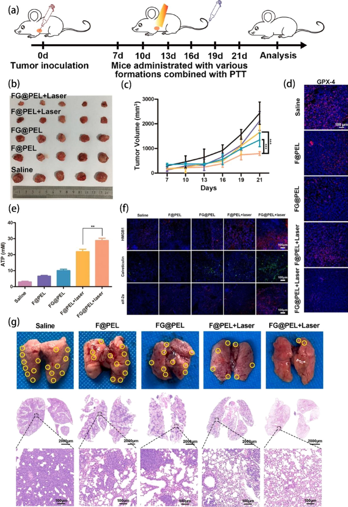 In Vivo Real-Time Imaging of Extracellular Vesicles in Liver Regeneration  via Aggregation-Induced Emission Luminogens