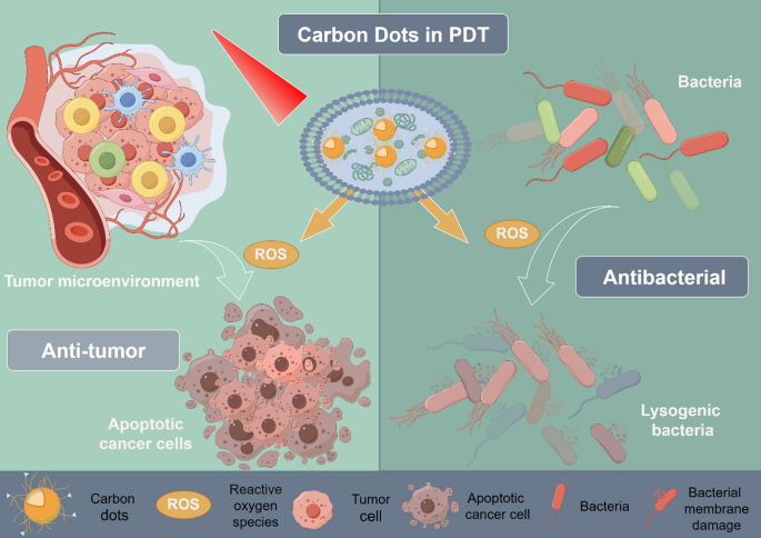 Carbon dots as a novel photosensitizer for photodynamic therapy of ...