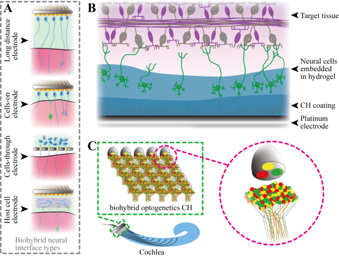 glutathione nerve repair hyperacusis Tissue engineering strategies for spiral ganglion neuron protection and regeneration | Journal of Nanobiotechnology Boost Your Health with Glutathione