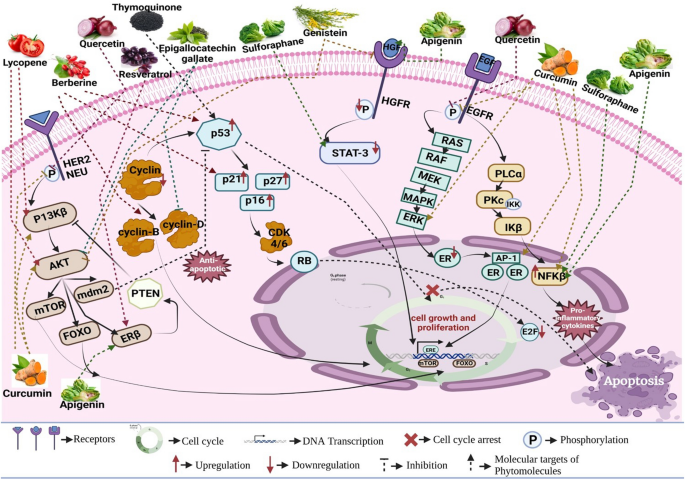 Harnessing the nutriceutics in early-stage breast cancer: mechanisms, combinational therapy, and drug delivery | Journal of Nanobiotechnology | Full Text harnessing-the-nutriceutics-in-early-stage-breast-cancer-mechanisms-combinational-therapy-and-drug-delivery-journal-of-nanobiotechnology-full-text