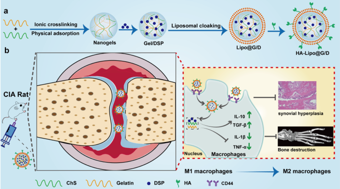 Locally administered liposomal drug depot enhances rheumatoid arthritis  treatment by inhibiting inflammation and promoting cartilage repair |  Journal of Nanobiotechnology