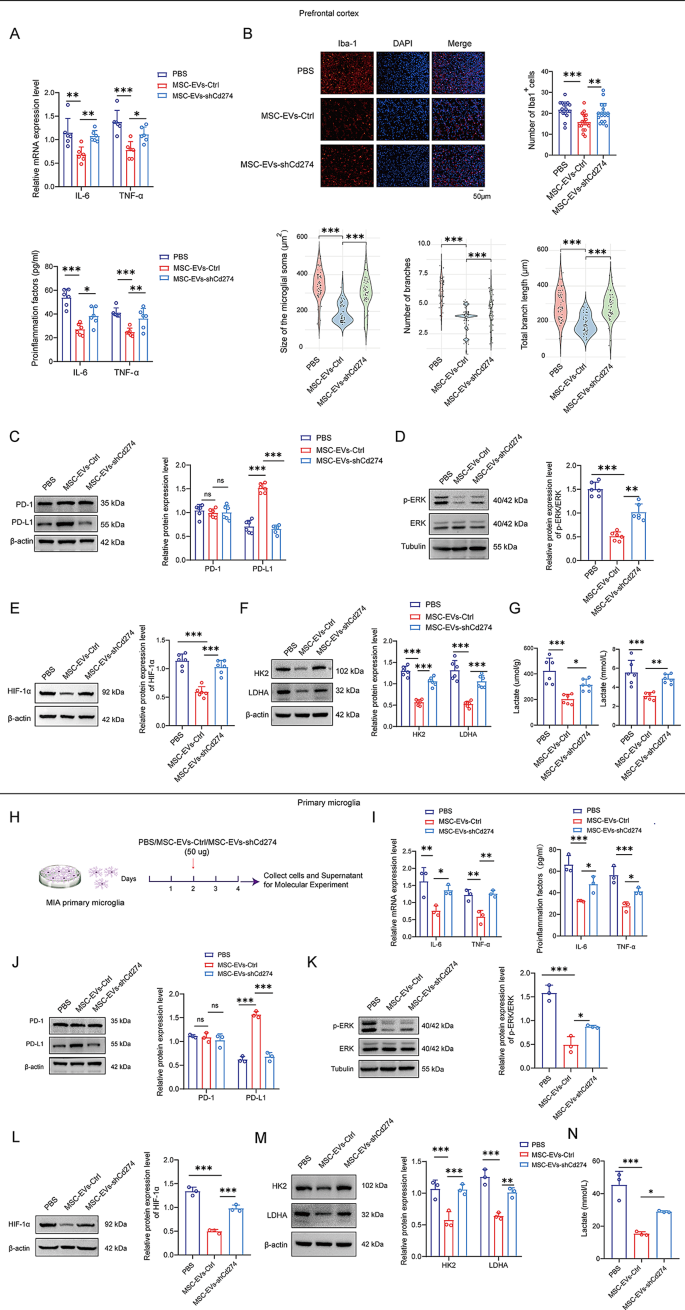 Cellular interactions and desire