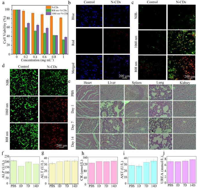 N-doped carbon dots for dual-modality NIR fluorescence imaging and photothermal therapy | Journal of Nanobiotechnology 3 figure 4