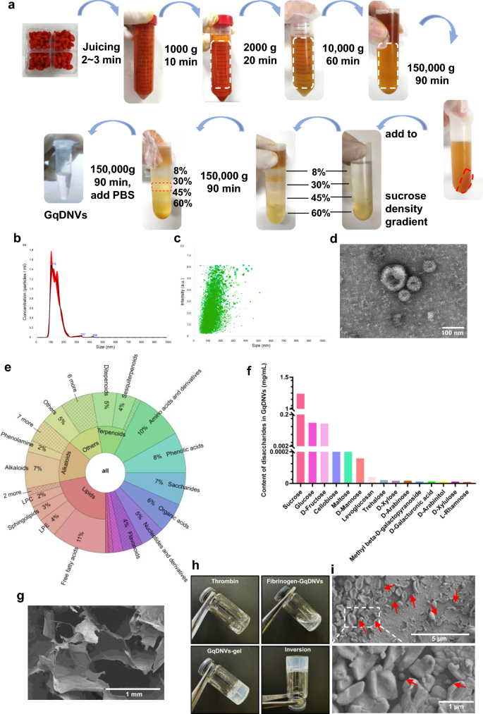A fibrin gel-loaded Gouqi-derived nanovesicle (GqDNV) repairs the heart after myocardial infarction by inhibiting p38 MAPK/NF-κB p65 pathway | Journal of Nanobiotechnology 1 figure 1