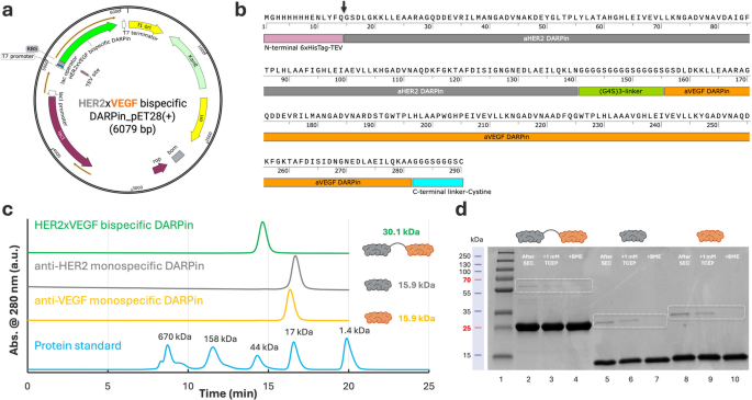 Engineering bispecific HER2xVEGF designed ankyrin repeat proteins for targeted nanobiotechnology applications | Journal of Nanobiotechnology 1 figure 1