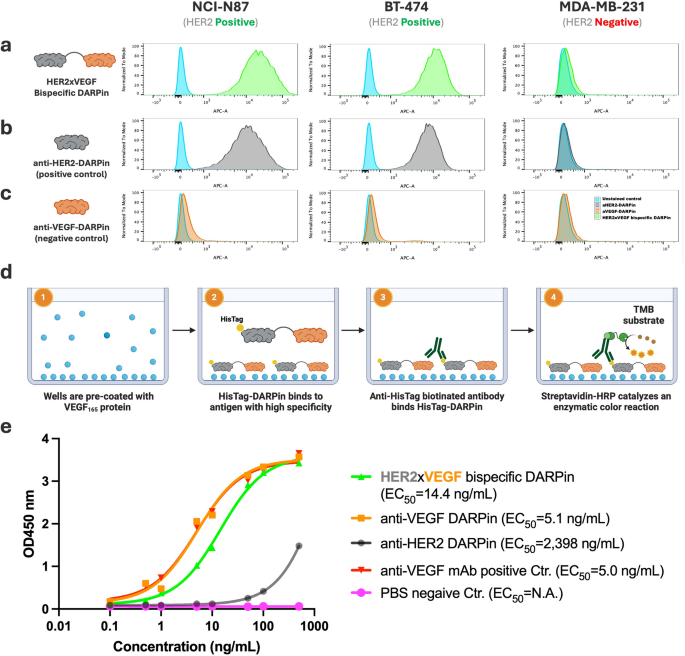 Engineering bispecific HER2xVEGF designed ankyrin repeat proteins for targeted nanobiotechnology applications | Journal of Nanobiotechnology 2 figure 2
