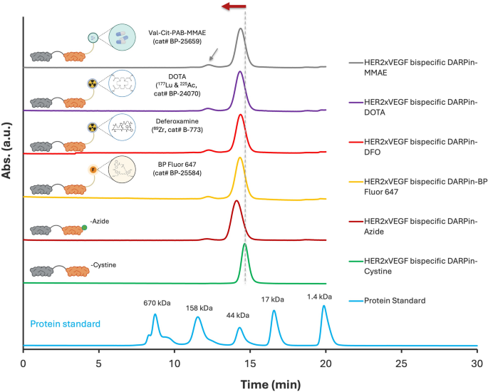 Engineering bispecific HER2xVEGF designed ankyrin repeat proteins for targeted nanobiotechnology applications | Journal of Nanobiotechnology 5 figure 4
