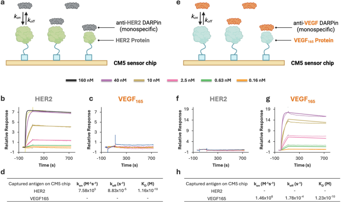 Engineering bispecific HER2xVEGF designed ankyrin repeat proteins for targeted nanobiotechnology applications | Journal of Nanobiotechnology 6 figure 5