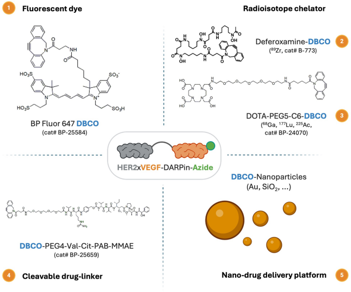 Engineering bispecific HER2xVEGF designed ankyrin repeat proteins for targeted nanobiotechnology applications | Journal of Nanobiotechnology 4 scheme 1