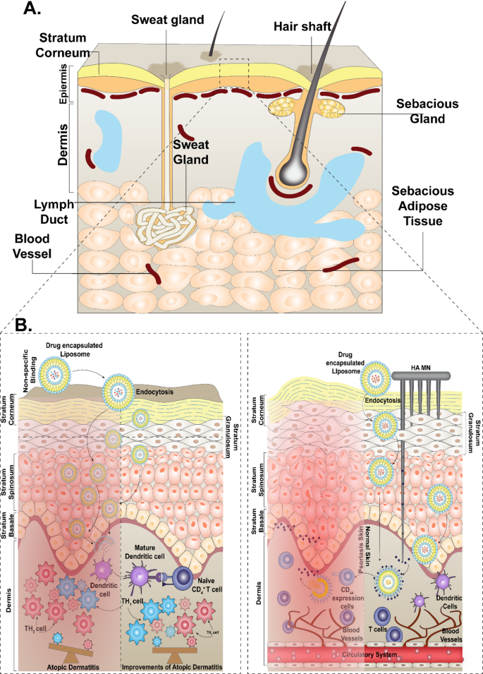 glutathione peroxidase mechanism Insights into the catalytic mechanism of synthetic glutathione peroxidase mimetics glutathione peroxidase mechanism Insights into the catalytic mechanism of synthetic glutathione peroxidase mimetics