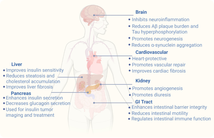 explain glp 1 What is GLP-1 and Its Receptor Agonists?