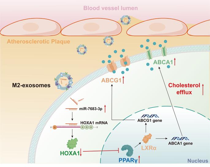 MiR-7683-3p from M2-exosomes attenuated atherosclerosis by activating ...