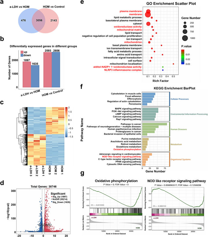 Amorphous layered double hydroxide-based nano-enzyme eye drops against dry eye disease by inhibiting mitochondrial damage and pyroptosis | Journal of Nanobiotechnology 4 figure 4