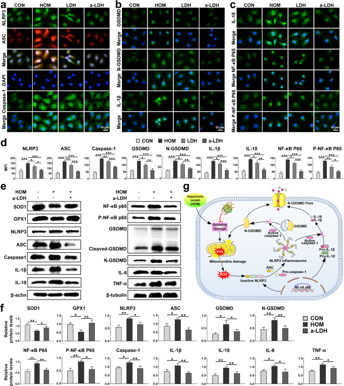 Amorphous layered double hydroxide-based nano-enzyme eye drops against dry eye disease by inhibiting mitochondrial damage and pyroptosis | Journal of Nanobiotechnology 5 figure 5