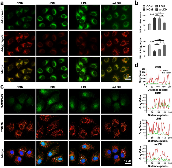 Amorphous layered double hydroxide-based nano-enzyme eye drops against dry eye disease by inhibiting mitochondrial damage and pyroptosis | Journal of Nanobiotechnology 6 figure 6