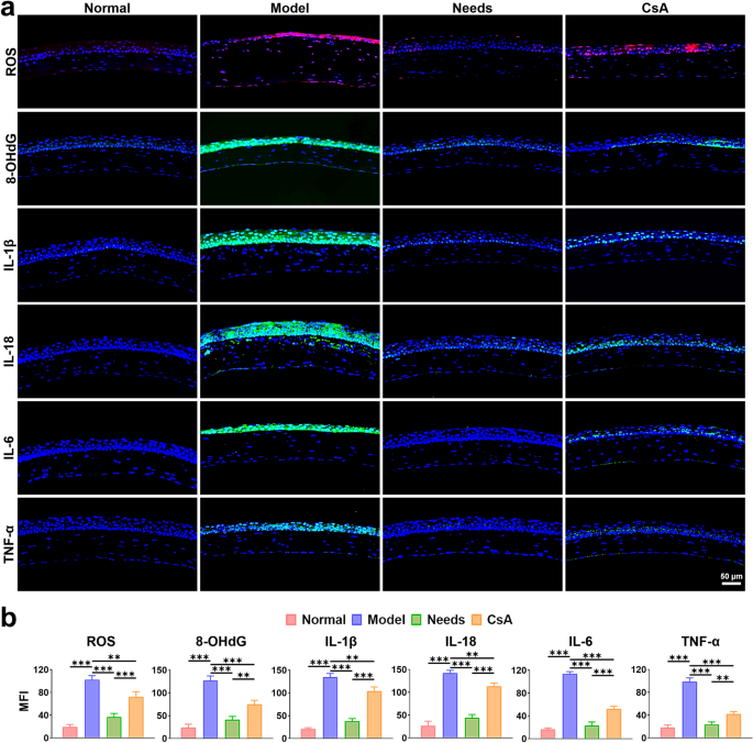 Amorphous layered double hydroxide-based nano-enzyme eye drops against dry eye disease by inhibiting mitochondrial damage and pyroptosis | Journal of Nanobiotechnology 8 figure 8
