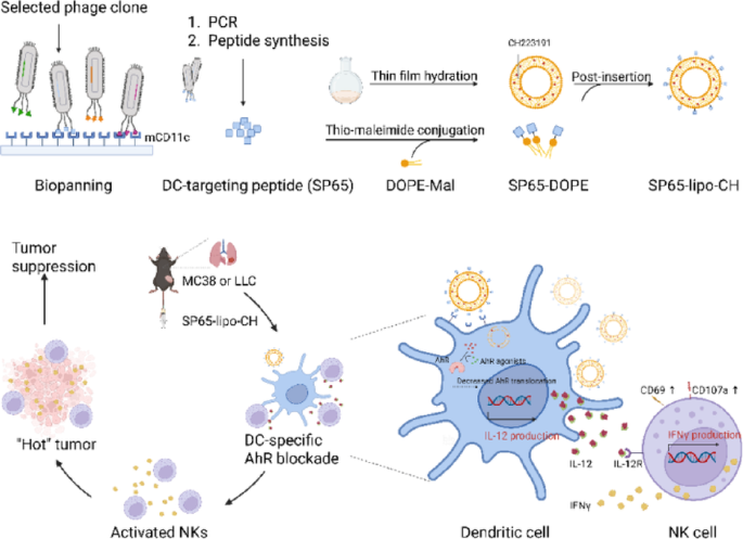 Dendritic cell-targeted liposomes for cancer immunotherapy via ...