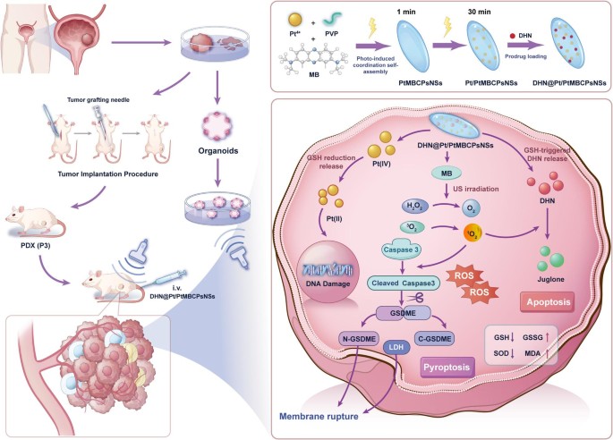 Um novo nanorreator sono-ativável induz geração de juglona intratumoral de precisão e piroptose mediada por caspase 3/GSDME para tratamento de câncer de bexiga | Revista de Nanobiotecnologia