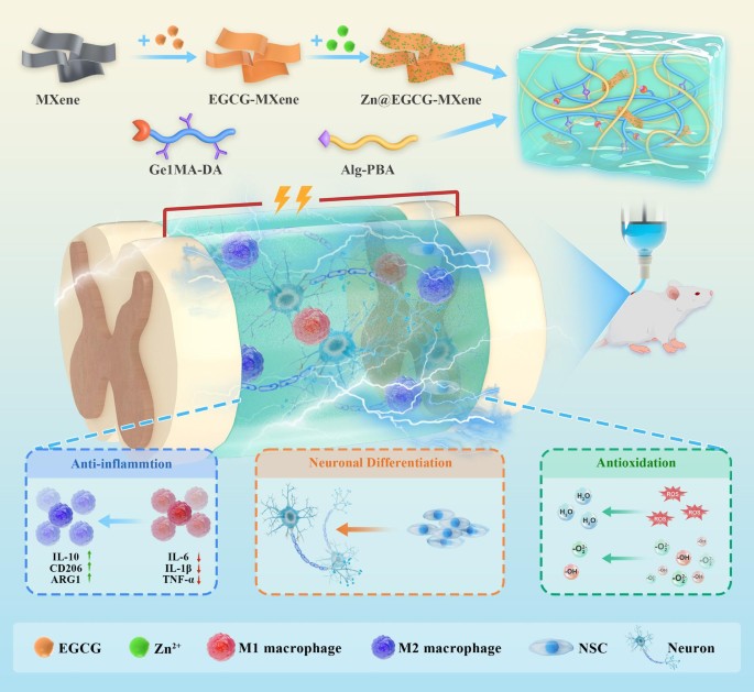 Conductive hydrogel combined with electrical stimulation remodels the ...