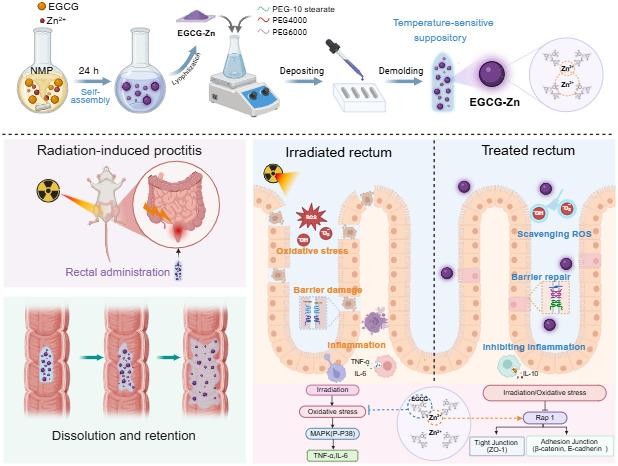 Rectal delivered nanocomposite suppository against radiation-induced  proctitis | Journal of Nanobiotechnology | Springer Nature Link