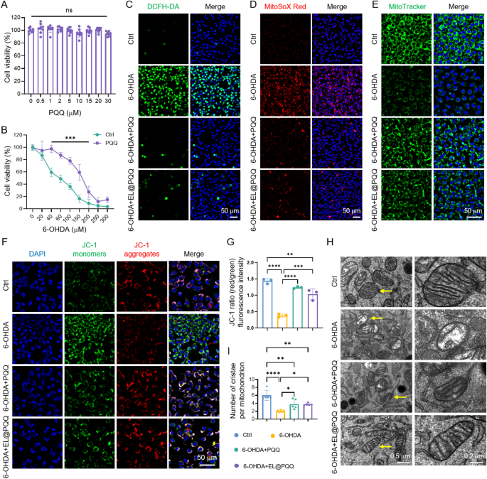 Engineered neuronal exosomes mediate α-synuclein clearance to ameliorate Parkinson's disease | Journal of Nanobiotechnology