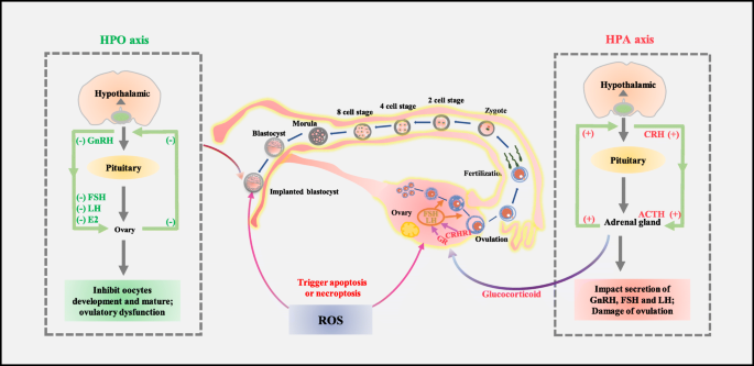 Chronic stress primes innate immune responses in mice and humans -  ScienceDirect