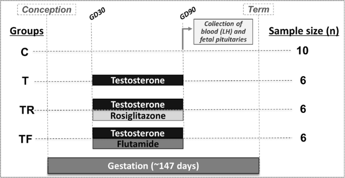 Developmental Programming Gestational Testosterone Excess Disrupts Lh Secretion In The Female Sheep Fetus Springerlink