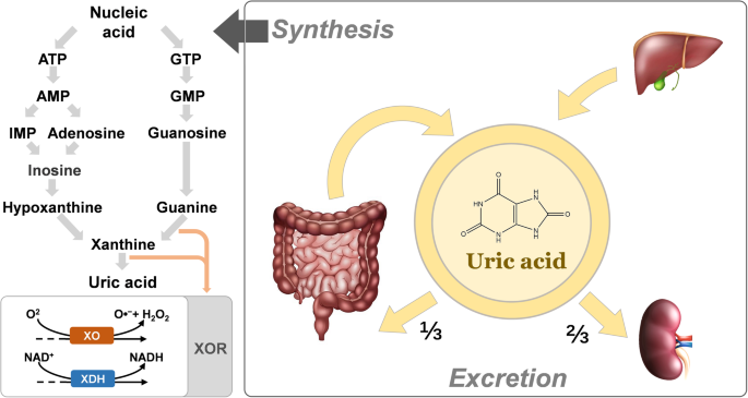 Uric acid participating in female reproductive disorders: a review |  Reproductive Biology and Endocrinology | Full Text